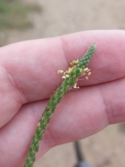 Plantago coronopus