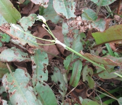 Nothoscordum bivalve
