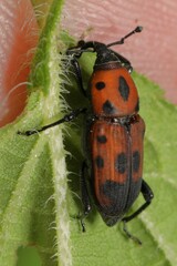 Rhodobaenus quinquepunctatus