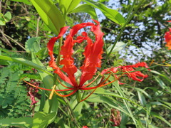Gloriosa superba