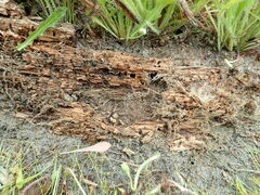 Anisolabis littorea