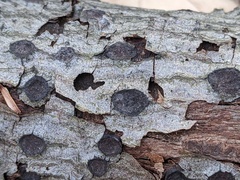 Biscogniauxia marginata