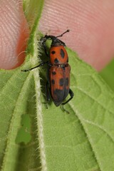 Rhodobaenus quinquepunctatus
