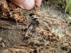 Anisolabis littorea
