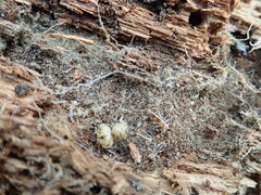 Anisolabis littorea