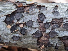 Biscogniauxia marginata