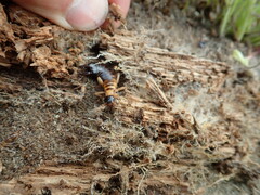 Anisolabis littorea
