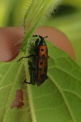 Rhodobaenus quinquepunctatus