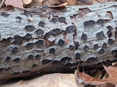 Biscogniauxia marginata