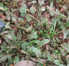 Nothoscordum bivalve