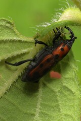 Rhodobaenus quinquepunctatus
