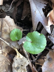 Ranunculus abortivus