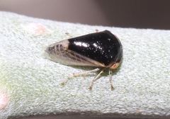 Micrutalis occidentalis