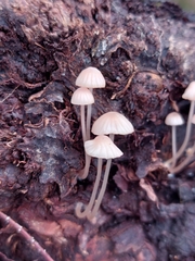 Mycena seynii