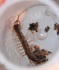 Bothropolys multidentatus