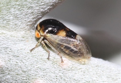 Micrutalis occidentalis