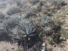 Agave deserti