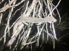 Strophurus intermedius