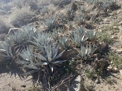 Agave deserti