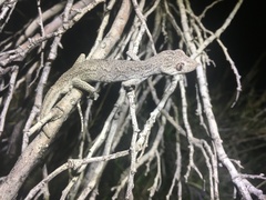 Strophurus intermedius