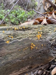Calocera viscosa