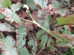 Nothoscordum bivalve