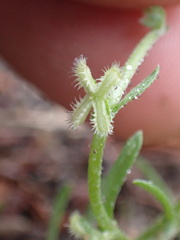 Pectocarya linearis ferocula