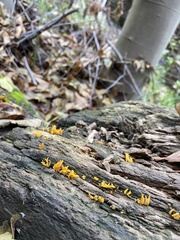 Calocera viscosa