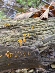 Calocera viscosa