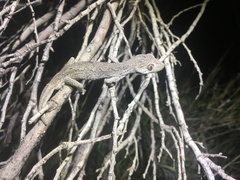 Strophurus intermedius