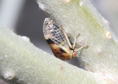 Micrutalis occidentalis