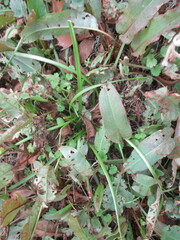 Nothoscordum bivalve