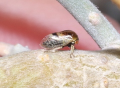 Micrutalis occidentalis