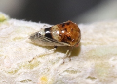 Micrutalis occidentalis