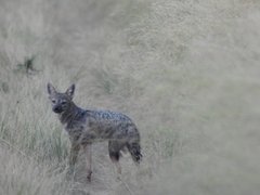 Lycalopex griseus