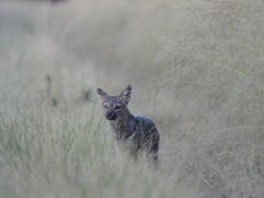 Lycalopex griseus