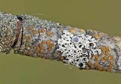 Caloplaca cerina