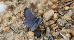 Zizina oxleyi