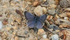 Zizina oxleyi