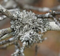 Heterodermia echinata