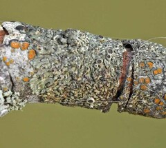 Hyperphyscia syncolla