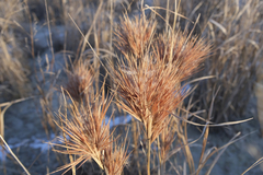 Andropogon glomeratus