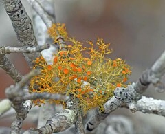 Teloschistes exilis