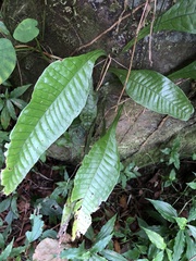 Leptochilus decurrens