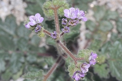 Phacelia crenulata minutiflora