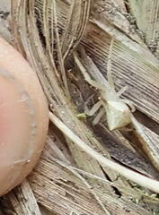 Sidymella trapezia