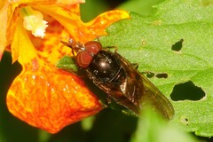 Rhingia nasica