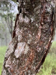 Lophostemon suaveolens