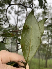 Lophostemon suaveolens