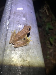 Pine Forest Stream Frog photo 4